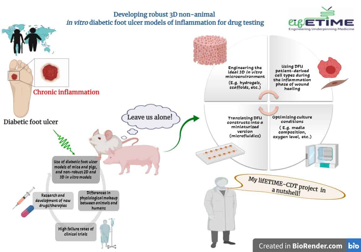  Animal  free diabetic foot wound model for drug discovery 