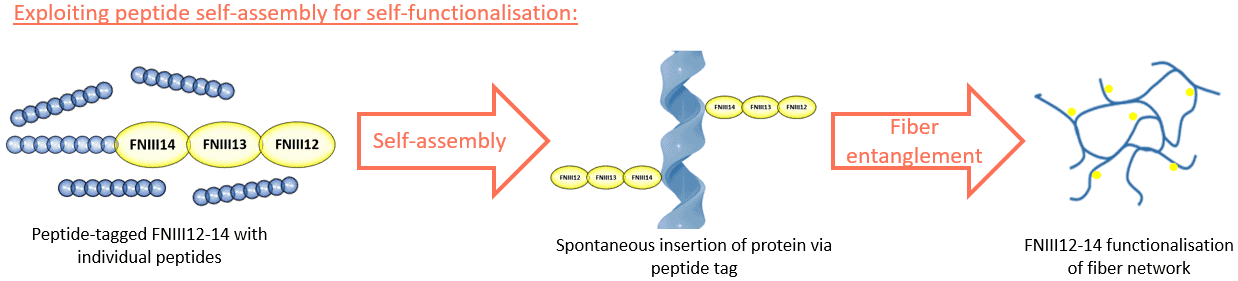 Exploiting peptide self assembly for self functionalisation