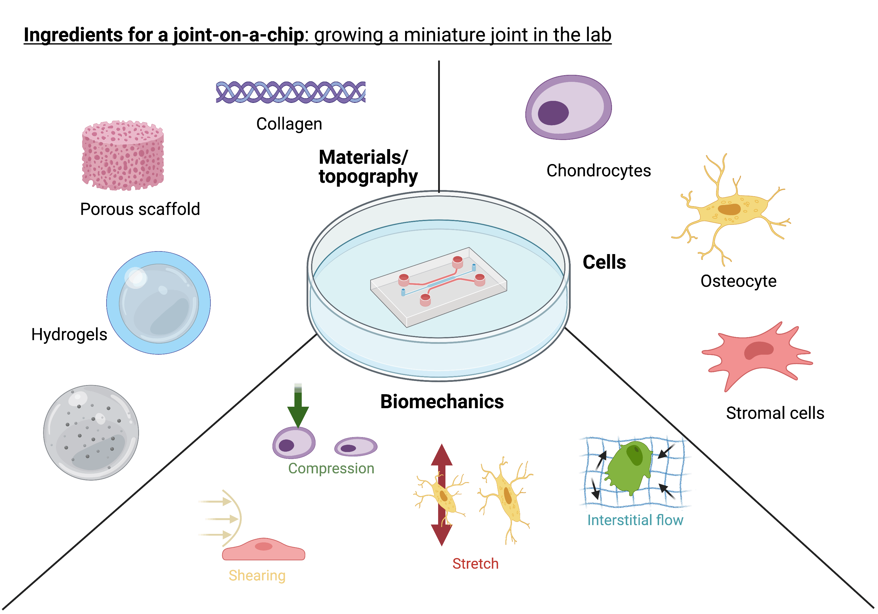 Image showing the ingredients for a joint-on-a-chip