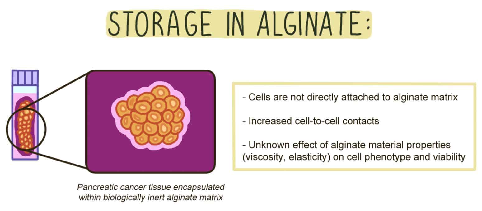 Storage in alginate: Patients tissue sample has the pancreatic cancer tissue encapsulated within biologically inert alginate matrix. Label: Cells are not directly attached to the alginate matrix. Increase cell-to-cell contacts. Unknown effect of alginate material properties (viscosity, elasticity) on cell phenotype and viability 