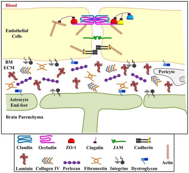 A Schematic representation of Blood-Brain Barrier. Blood: Image of endothelial cells, BM ECM, Astrocyte End-feet and Brain Paranchyma. 