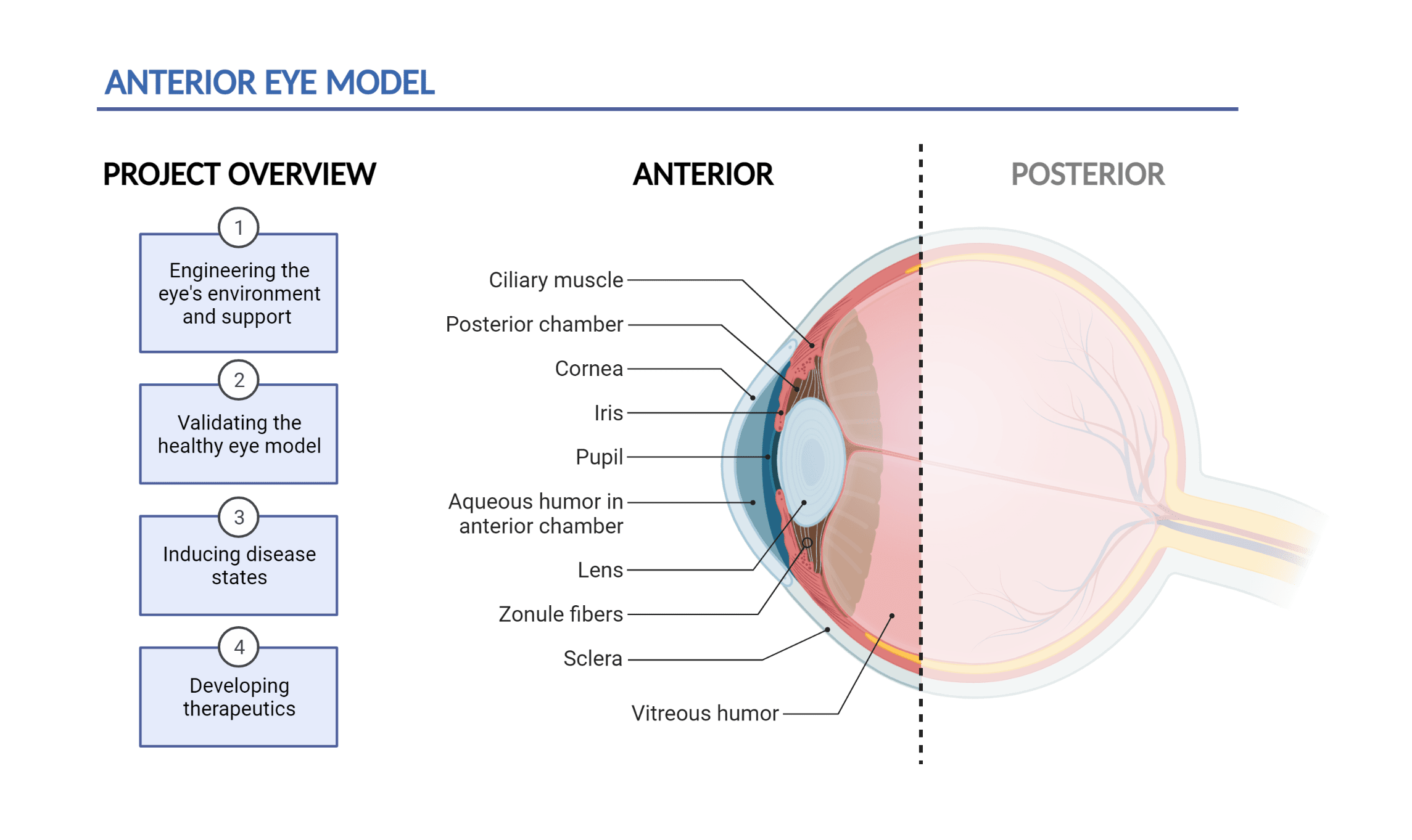 Figure 1: Anterior Eye Model (Image with Project Overview and Anatomy of the eye)