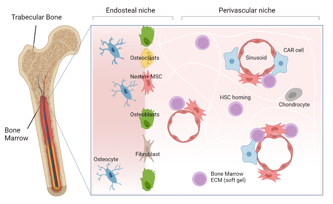 Figure 1: The bone marrow niche. The bone marrow niche is a dynamic environment that supports the maintenance and movement of HSCs, the cells responsible for making all blood cells. Within the niche there are various areas that home different types of cells with the most important ones being Mesenchymal stem cells. These Mesenchymal stem cells secrete factors that help HSCs grow and mature. 