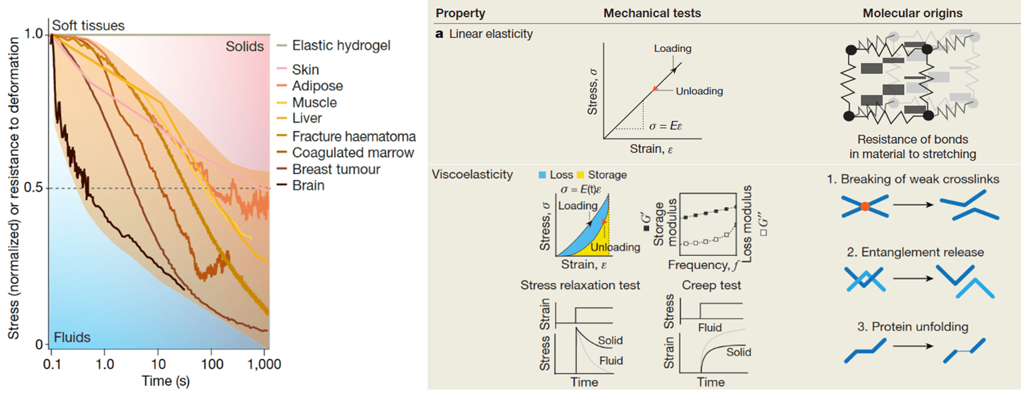 Figure 2: Mechanical behaviour of different biological tissues. Biological tissues and ECMs in the body are not linearly elastic solids. They exhibit complex behaviour including stress relaxation in response to a constant strain, a sign of their viscoelastic nature. This means that apart from storing some energy, in the same way that solids do, they also dissipate energy, frequently in the form of heat, like fluids. 