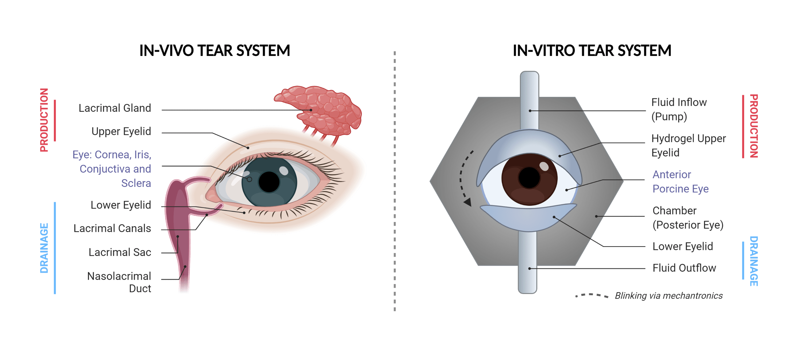 Figure 2: Schematic of the engineered in-vitro tear system: Left shows the anatomy of the body’s tear system. Right shows a schematic of the engineered tear system for our model. Components involved in tear production and drainage are labelled.