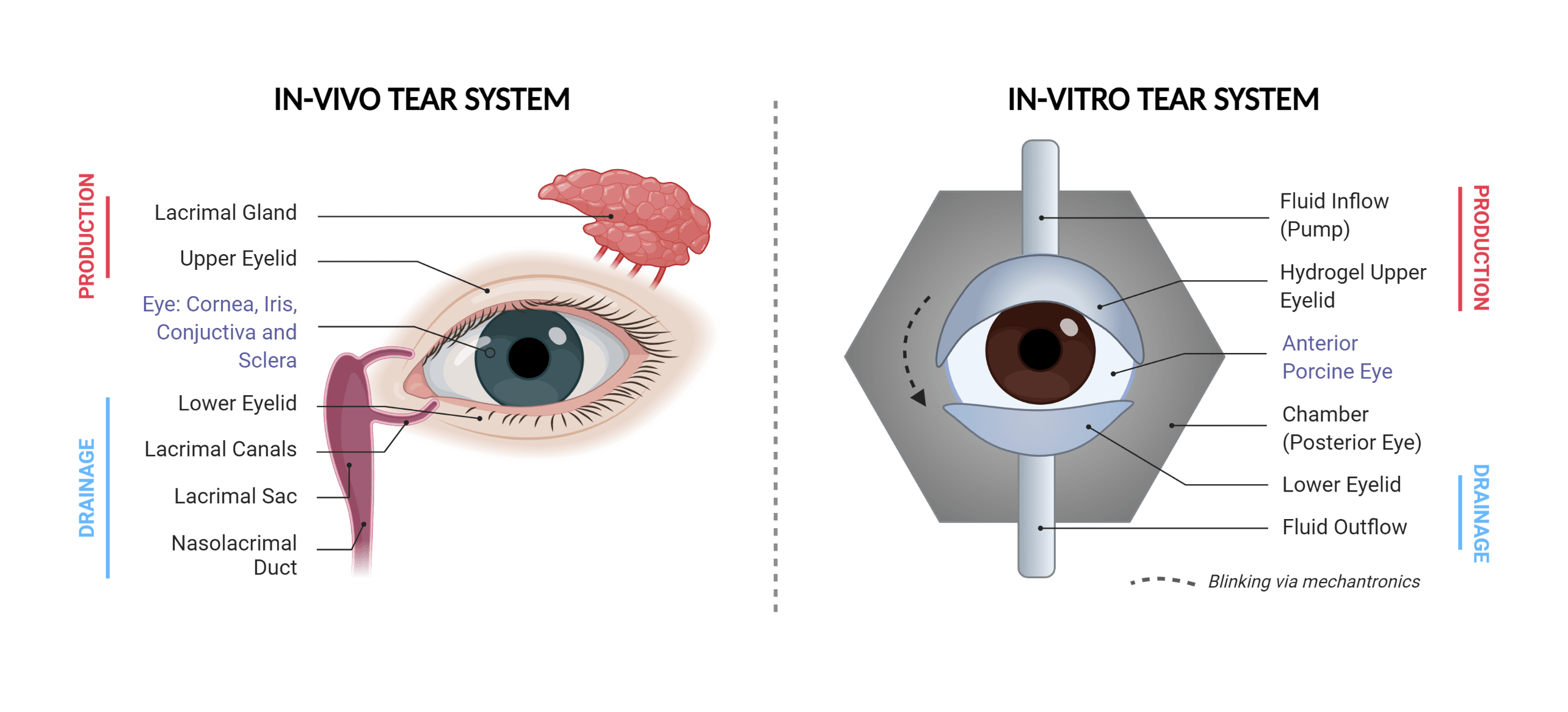 eye model labeled lacrimal gland