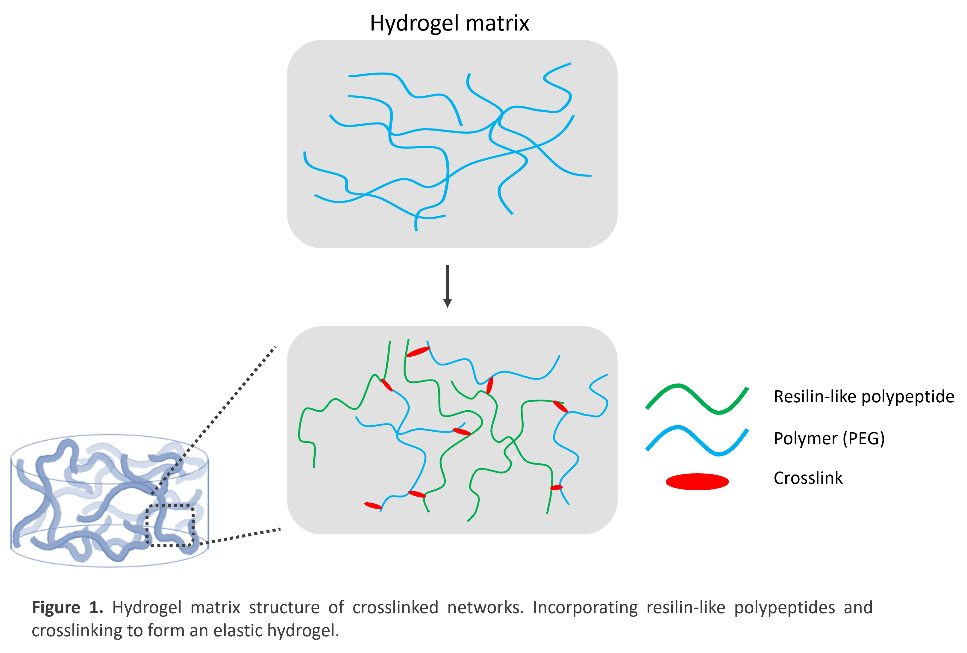 Stretching the possibilities: development of a resilin-based hydrogel for  tissue engineering. – lifETIME CDT