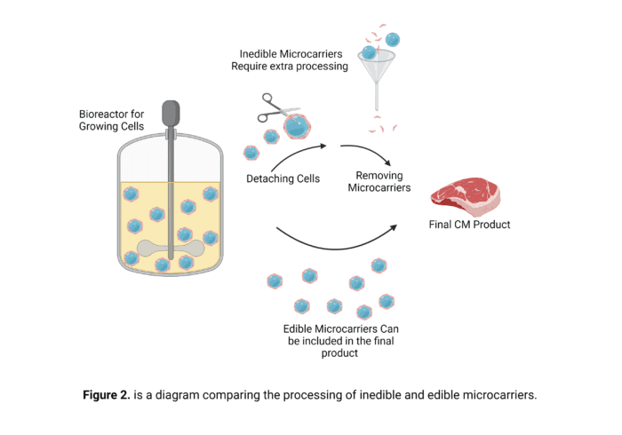 Figure 2. is a diagram comparing the processing of inedible and edible microcarriers.