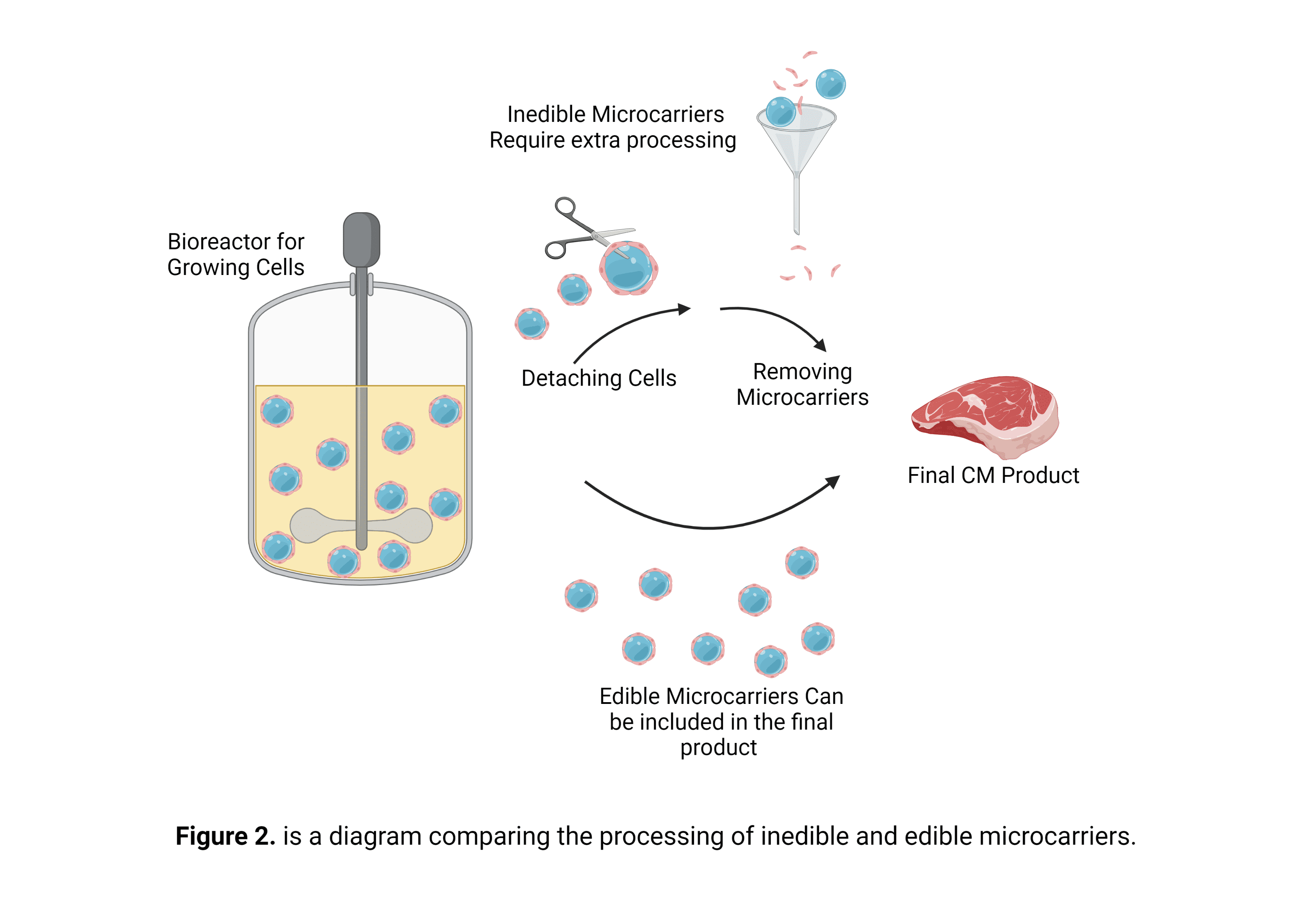 Figure 2. is a diagram comparing the processing of inedible and edible microcarriers. 