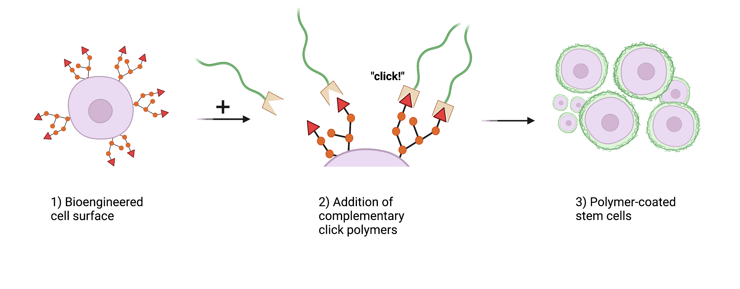 Fig. 2 – A schematic of our approach to achieve artificial cell coatings.  