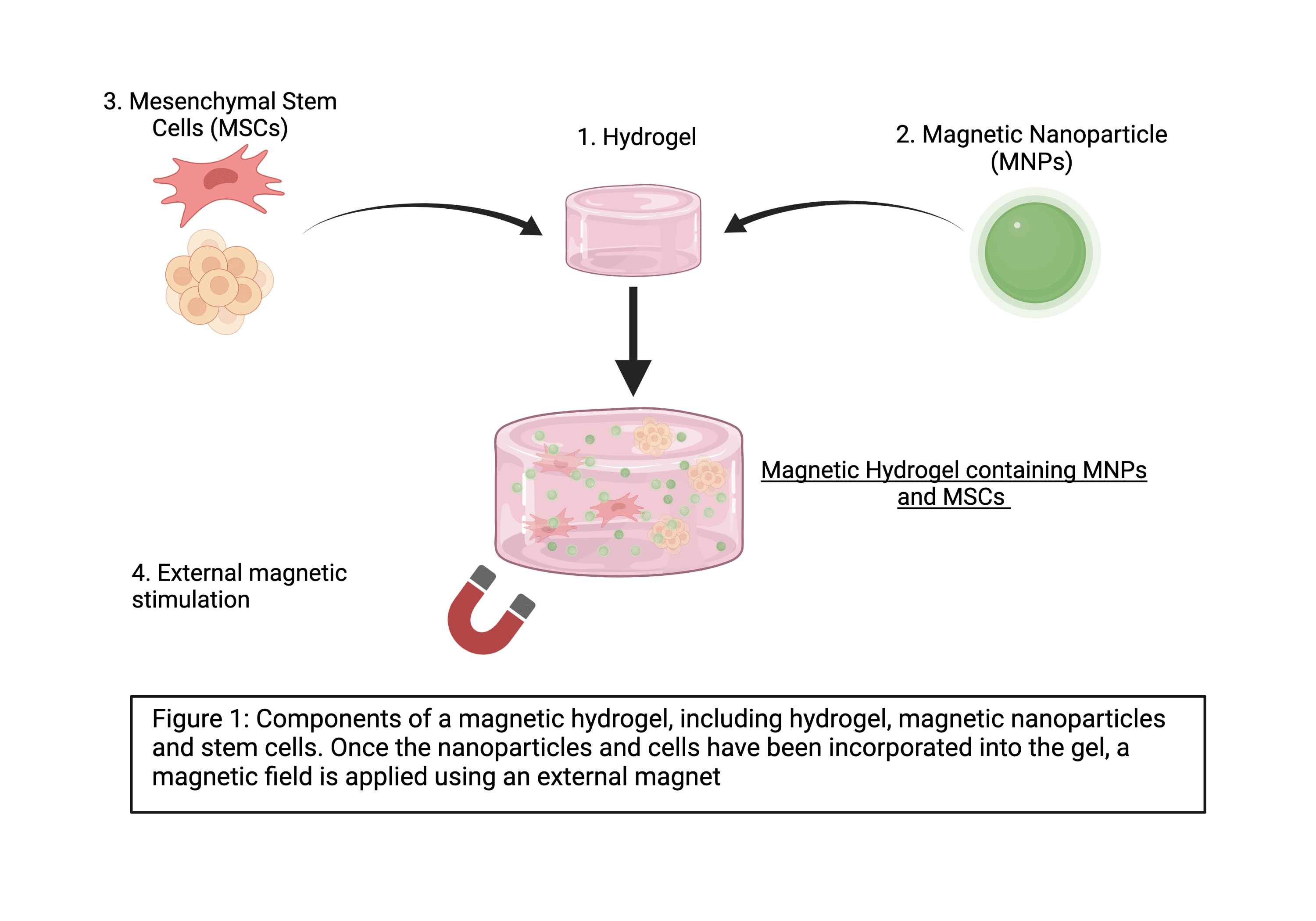 Figure 1. Components of a magnetic hydrogel, including hydrogel, magnetic nanoparticles and stem cells. Once the nanoparticles and cells have been incorporated into the gel, a magnetic field is applied using an external magnet. 
