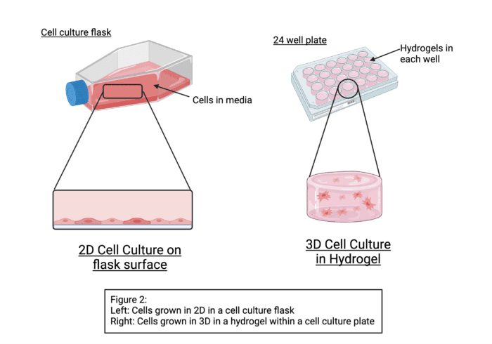 Figure 2: Left: Cells grown in 2D in a cell culture flask. Right: Cells grown in 3D in a hydrogel within a cell culture plate