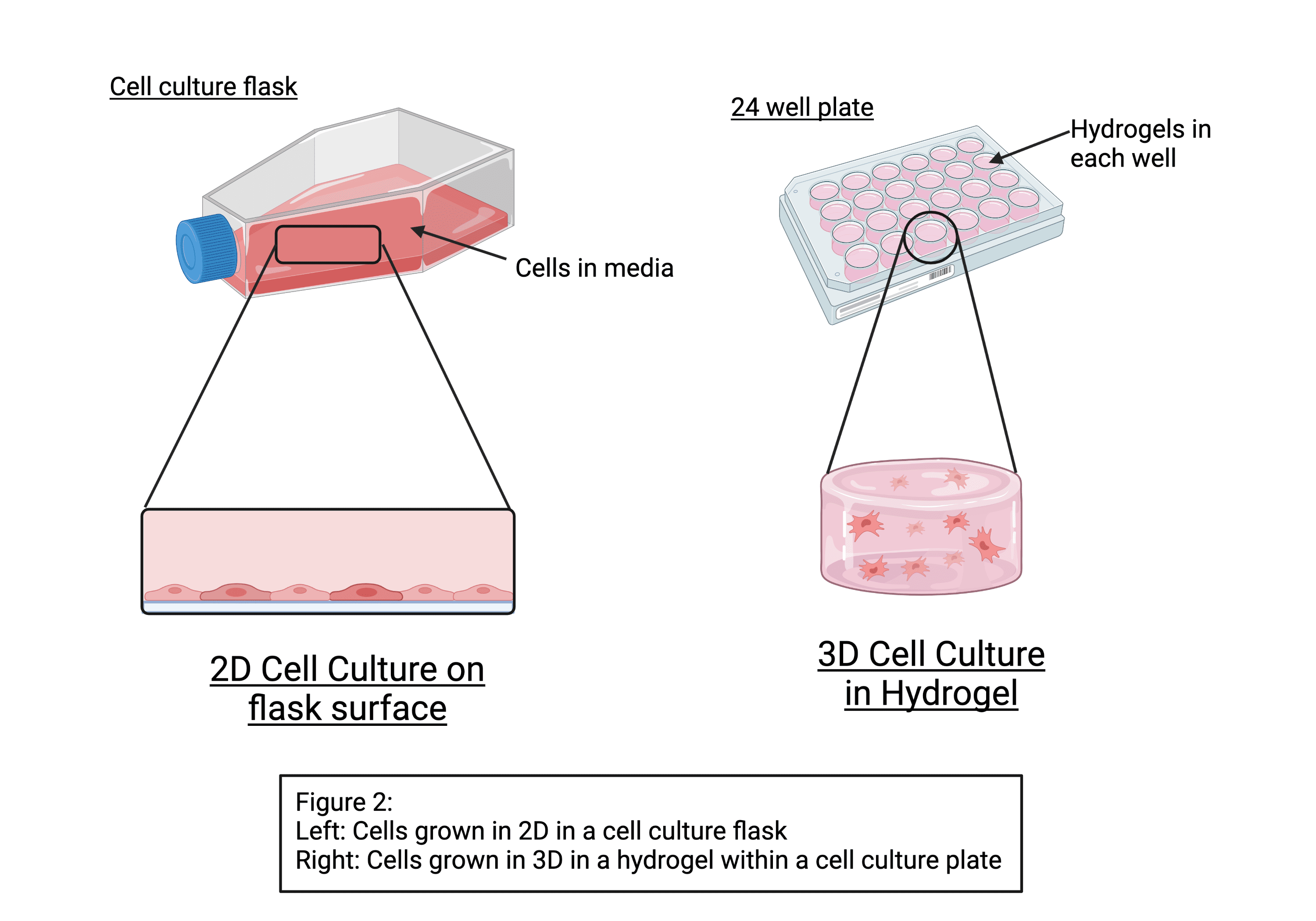 Figure 2: Left: Cells grown in 2D in a cell culture flask. Right: Cells grown in 3D in a hydrogel within a cell culture plate