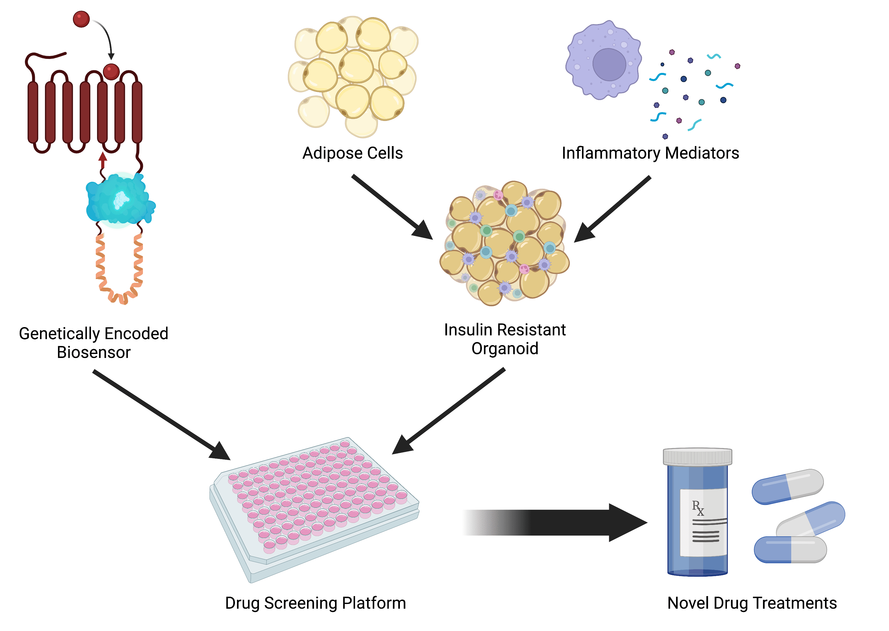 FIGURE 2: Schematic of PhD Project Aims.  I plan to combine a 3D insulin resistant organoid with a genetically-encoded biosensor to create a drug screening platform to identify new insulin-sensitising therapeutics for Type 2 Diabetes treatment.  Figure created using biorender.com.   