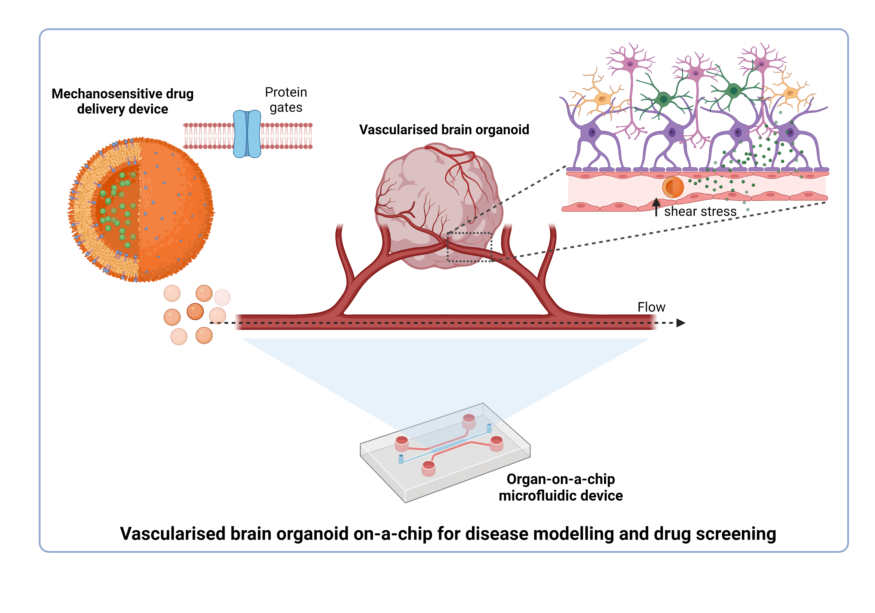 Figure 1. Vascularised brain organoid on-a-chip for disease modelling and drug screening