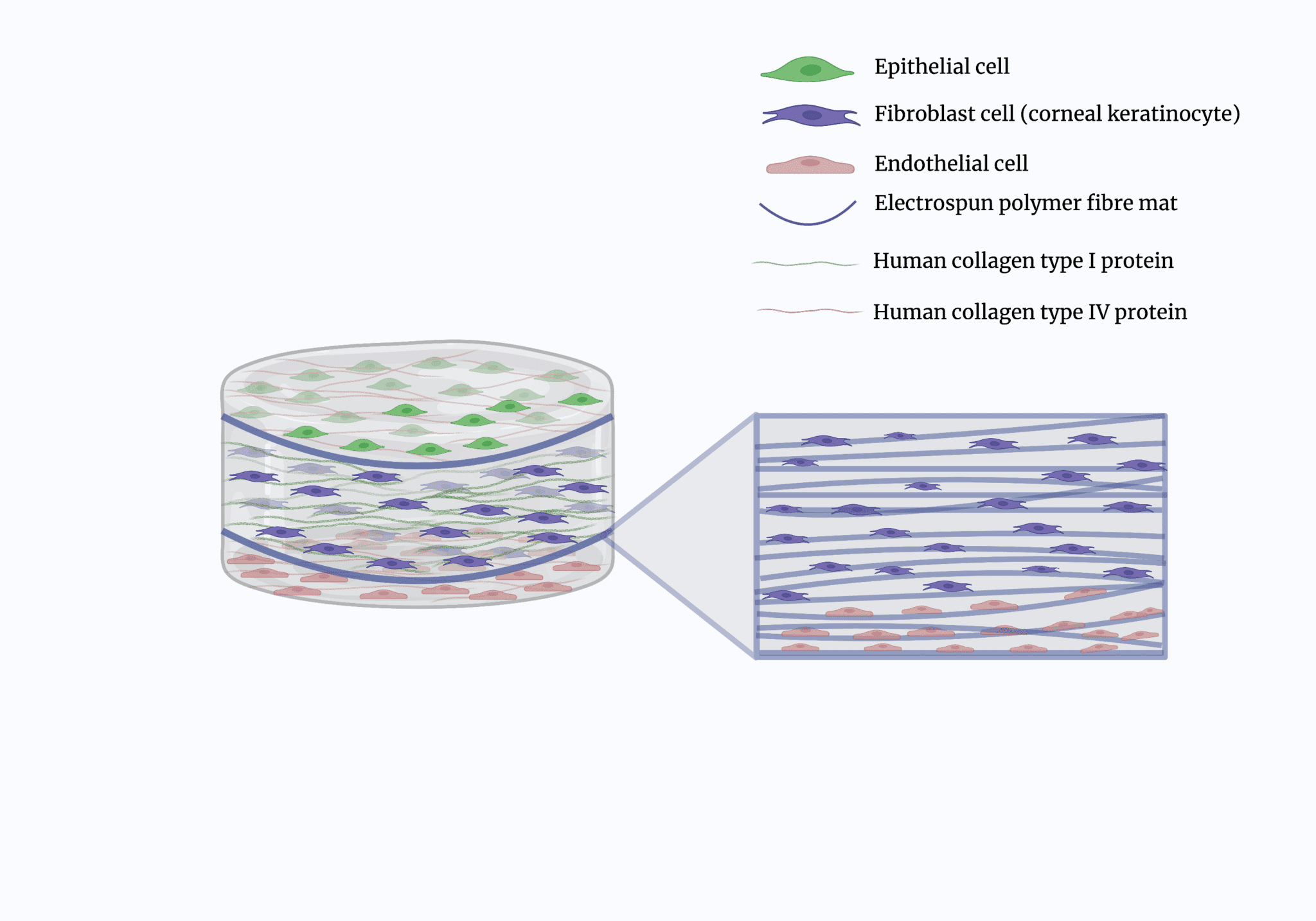 It’s just around the cornea! How a new 3D model could help find ...