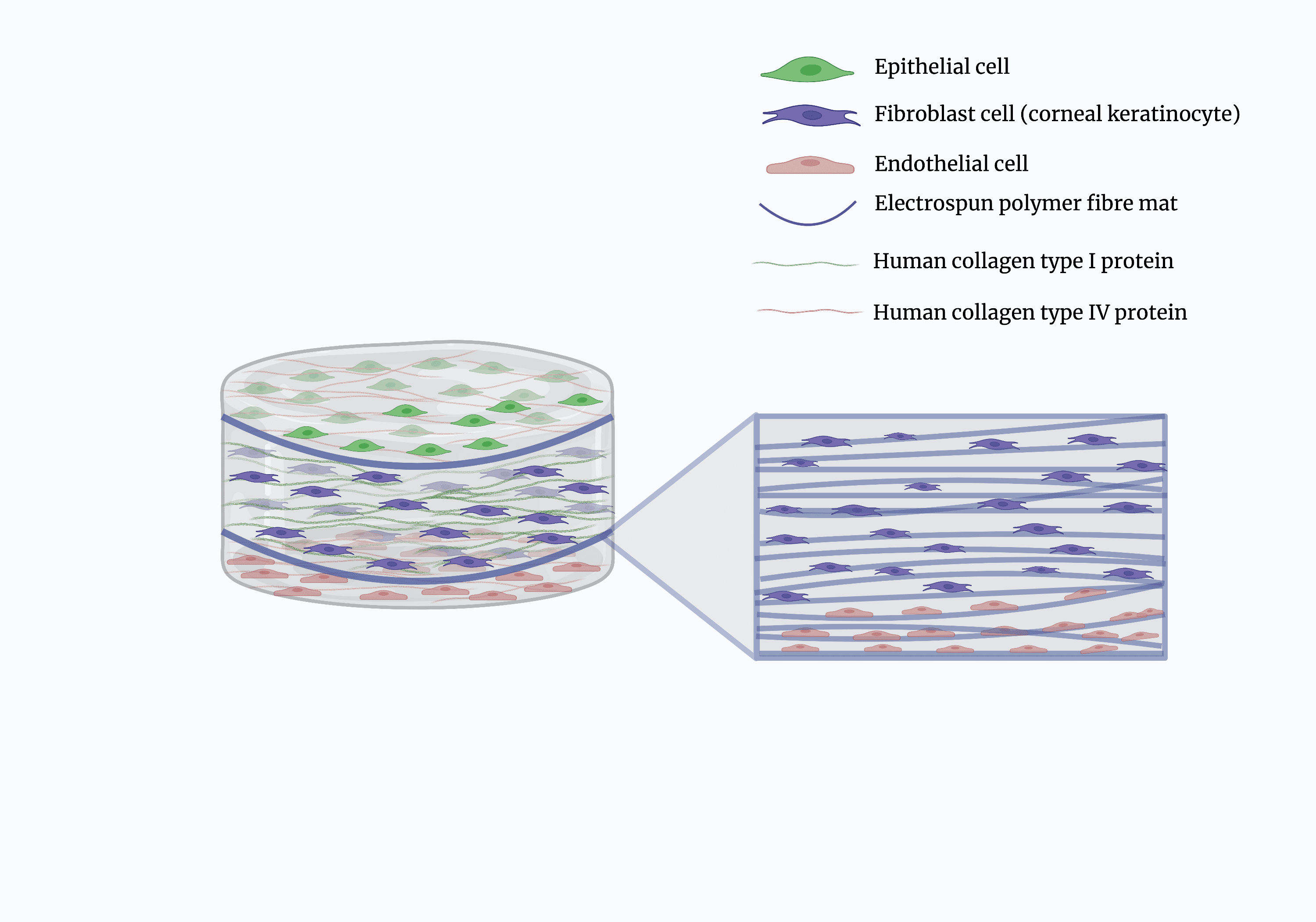 Fig. 1. Schematic representation of corneal model, showing the various cell types, collagens, and polymer mats.