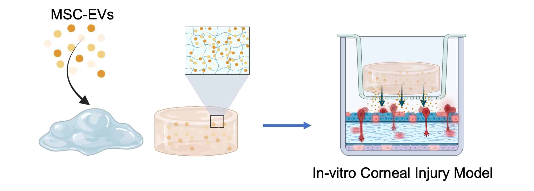Figure 2. Biomaterial functionalization and in-vitro therapeutic investigation [bioRENDER]