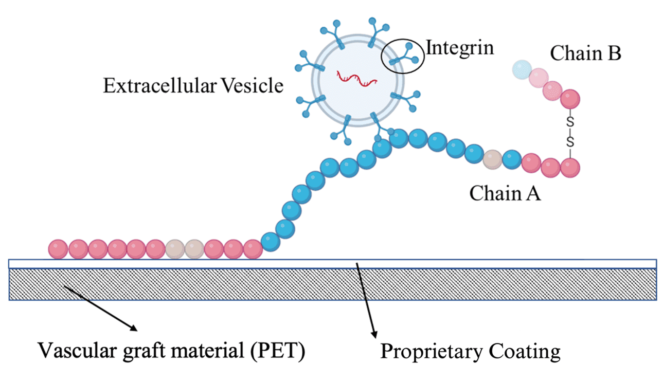 Figure 2.  A schematic diagram of the protein and proprietary coating on the Polyethylene Terephthalate (PET) vascular graft material. When combined, the protein is encouraged to open out from its originally more globular form, creating nanonetworks across the graft surface that the integrins of the EVs can bind to.