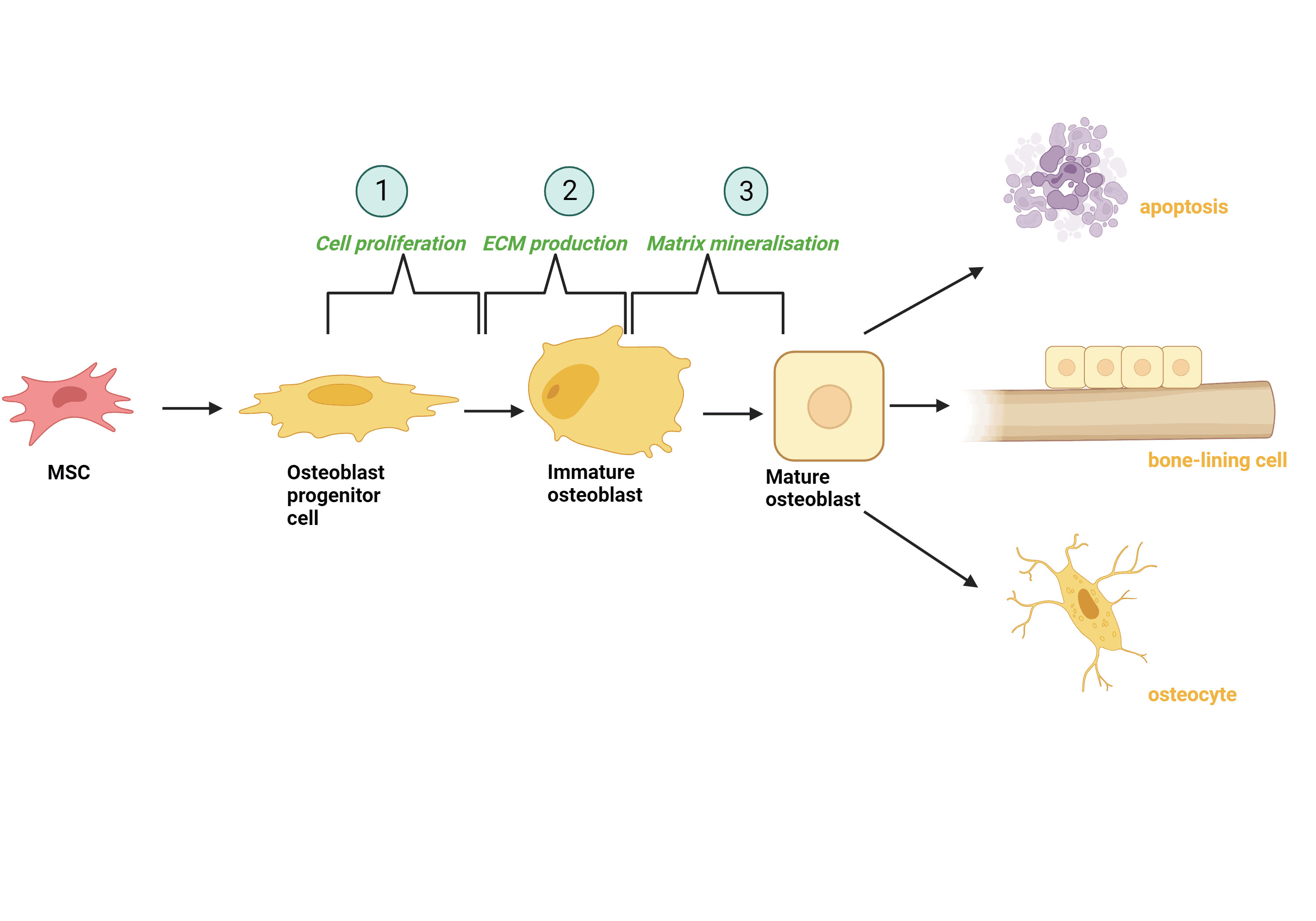 Figure 1-Osteoblast differentiation follows three stages of development. 